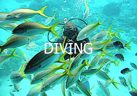 Diving Curacao